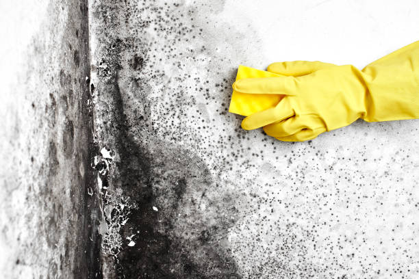 Best Crawl Space Mold Removal  in Griffith, IN