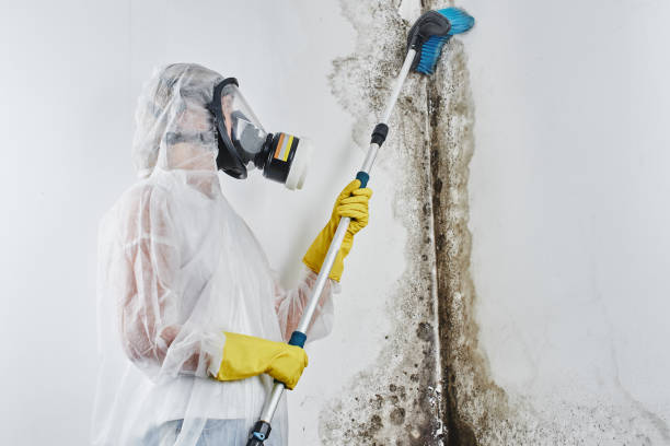 Professional Mold Removal in Griffith, IN