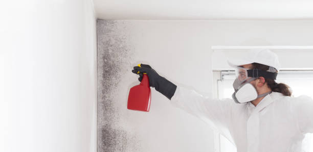 Best Professional Mold Removal  in Griffith, IN